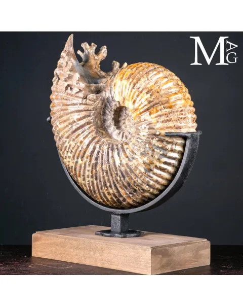 Douvilleiceras Mammillatum – Ammonite su Base.