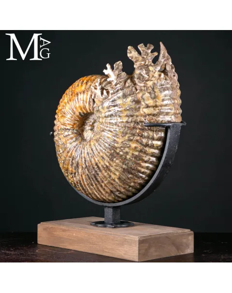 Douvilleiceras Mammillatum – Ammonite su Base.