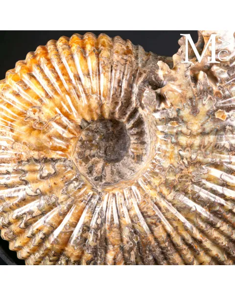 Douvilleiceras Mammillatum – Ammonite su Base.