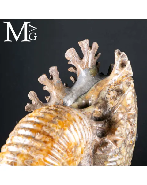 Douvilleiceras Mammillatum – Ammonite su Base.