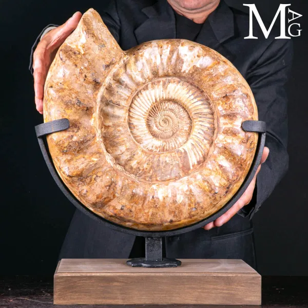 Douvilleiceras Fossile – Scultura Geologica del Tempo