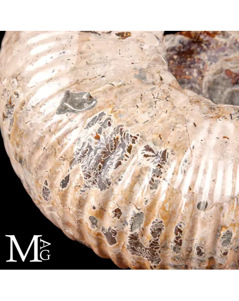 Ammonite fossile Douvilleiceras – Madagascar.