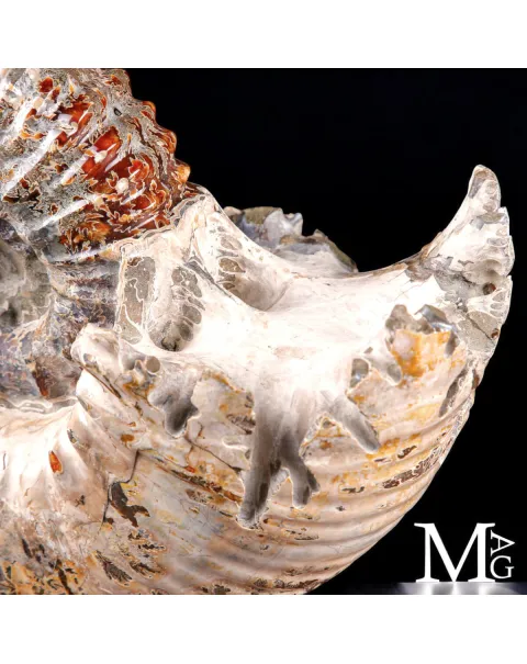 Ammonite fossile Douvilleiceras – Madagascar.