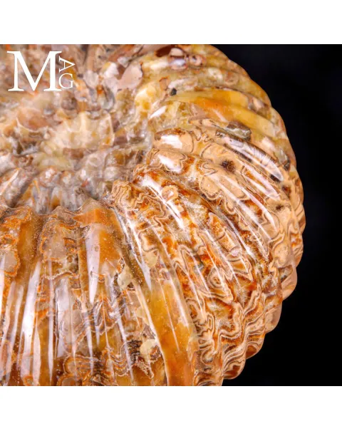 Ammonite fossile Douvilleiceras – Madagascar.