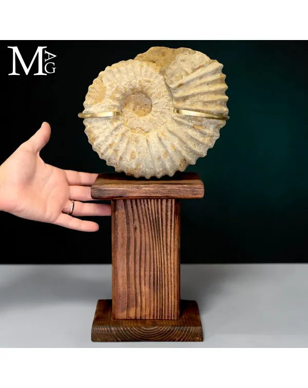 Ammonite fossile Douvilleiceras su base Espositiva...