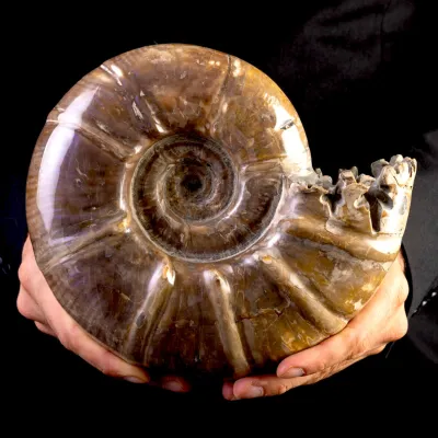 Ammonite Fossile Euaspidoceras con Opalescenze Violacee.