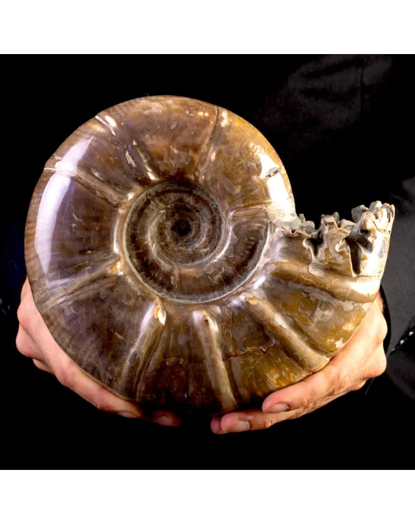 Ammonite Fossile Euaspidoceras con Opalescenze Vio...