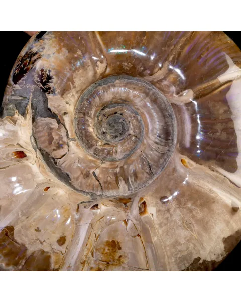 Ammonite Fossile Euaspidoceras con Opalescenze Violacee.