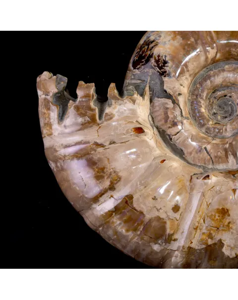 Ammonite Fossile Euaspidoceras con Opalescenze Violacee.