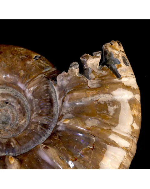 Ammonite Fossile Euaspidoceras con Opalescenze Violacee.