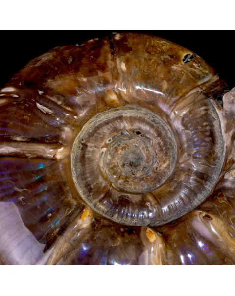 Ammonite Fossile Euaspidoceras con Opalescenze Violacee.