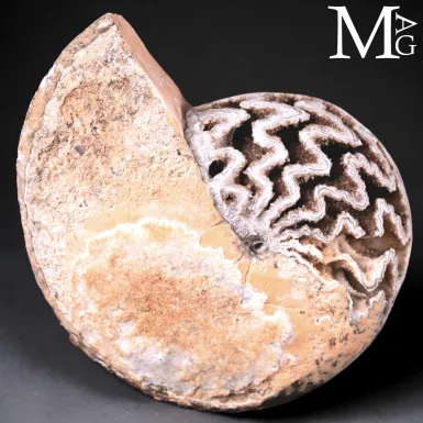 Halorites Macer – Ammonite del Triassico superio...