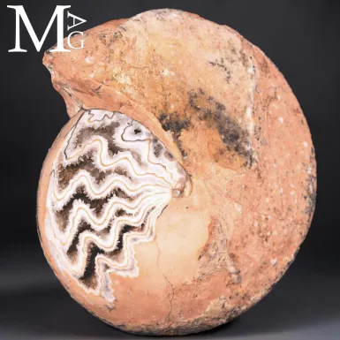 Halorites Macer – Ammonite con camere cristalliz...