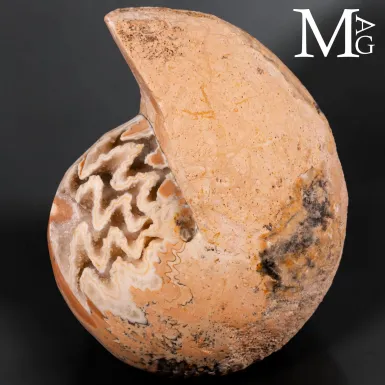 Halorites Macer – La geometria segreta del Trias...