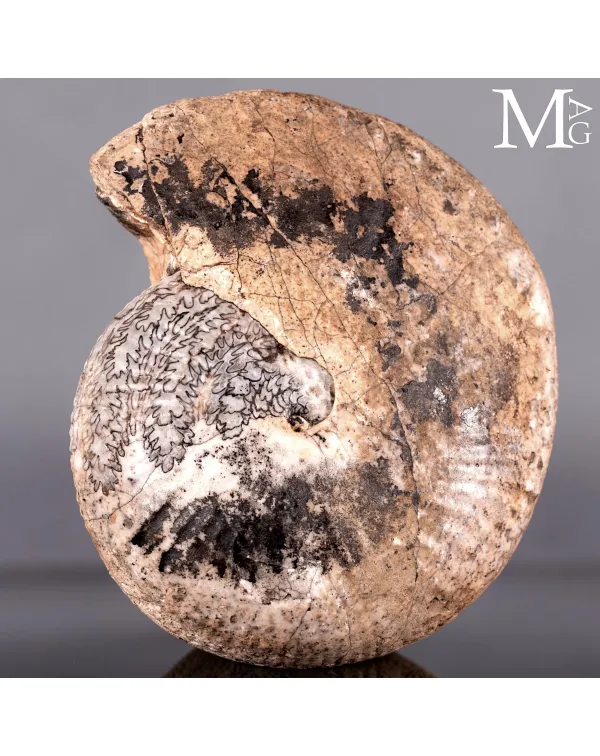 Halorites Macer – Una storia scritta nel Triassi...