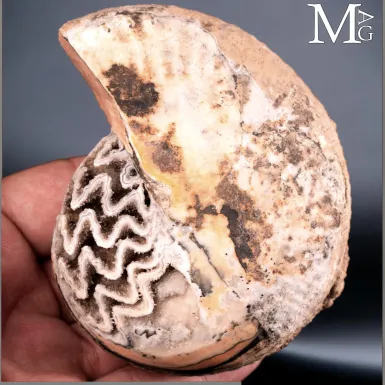 Halorites macer – Ammoniti del Triassico.