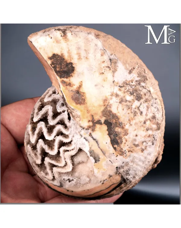 Halorites macer – Ammoniti del Triassico.