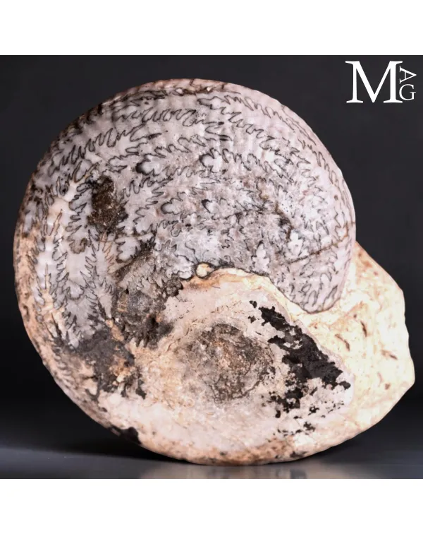Halorites Macer – Le impronte invisibili di un a...