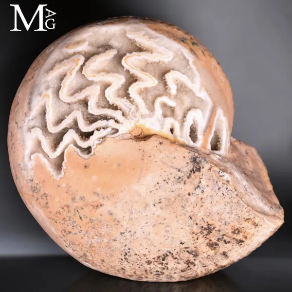 Halorites Macer – Ammonite Fossile.