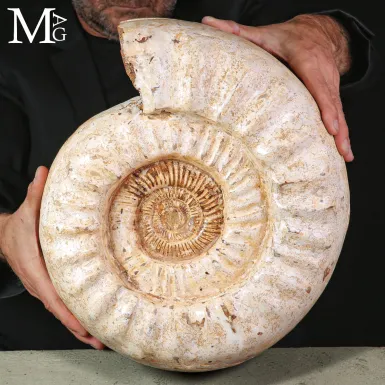 Grande Ammonite Kranaosphinctes Rabei del Madagasc...