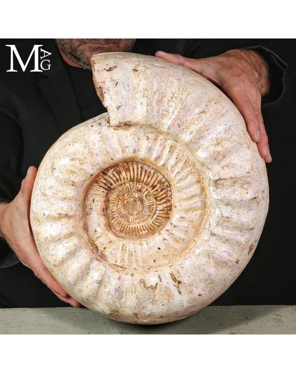 Grande Ammonite Kranaosphinctes Rabei del Madagasc...