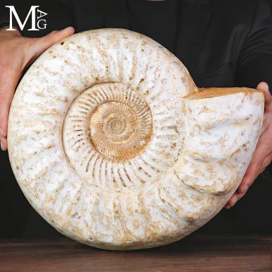 Grande Ammonite Kranaosphinctes del Madagascar.