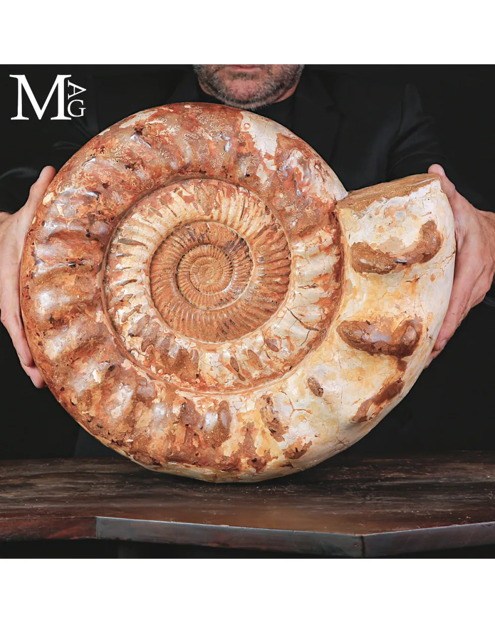 Grande Ammonite Kranaosphinctes del Giurassico.