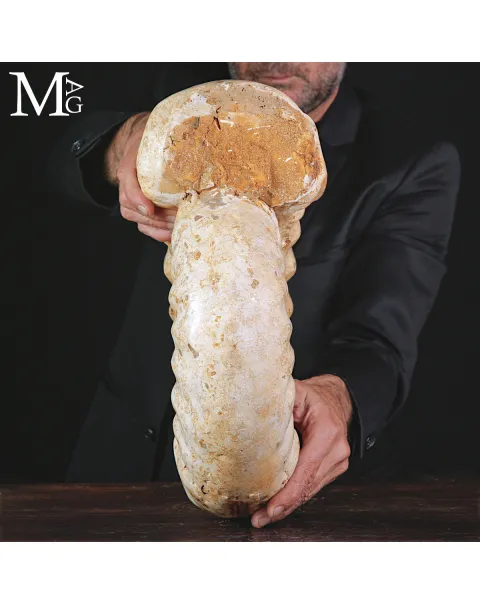 Grande Ammonite Kranaosphinctes Rabei del Jurassico.