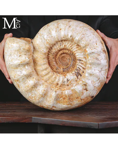 Grande Ammonite Kranaosphinctes Rabei del Jurassico.