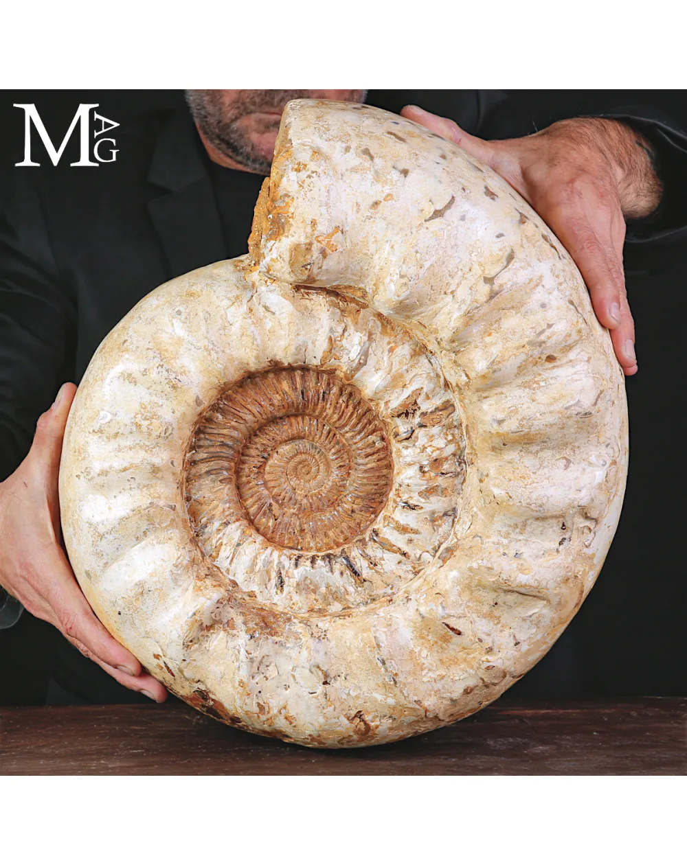 Grande Ammonite Kranaosphinctes Rabei del Jurassico.