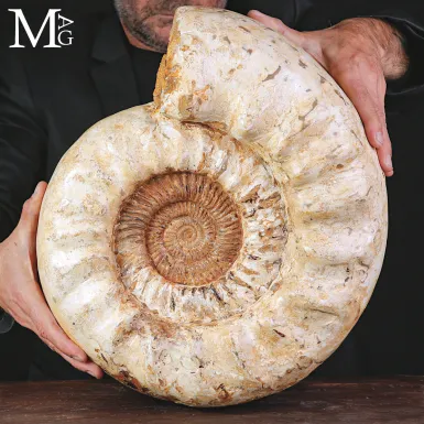 Grande Ammonite Kranaosphinctes Rabei del Jurassic...