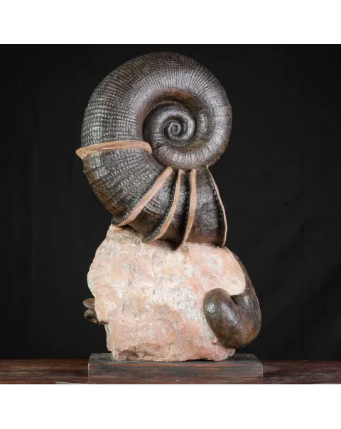 Litoceras fimbriatum: Eleganza Fossile dal Giurassico Francese.