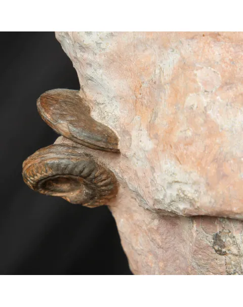 Litoceras fimbriatum: Eleganza Fossile dal Giurassico Francese.