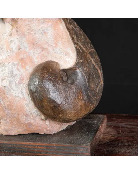Litoceras fimbriatum: Eleganza Fossile dal Giurassico Francese.