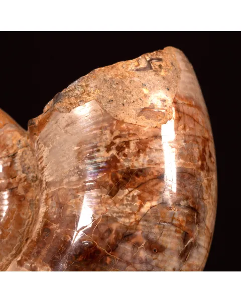 Ammonite fossile Lytoceras su base di legno.