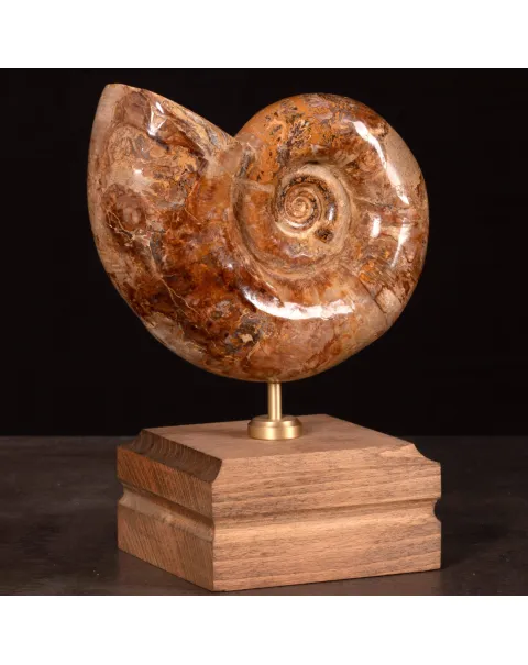 Ammonite fossile Lytoceras su base di legno.