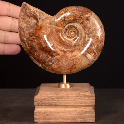 Ammonite fossile Lytoceras su base di legno.
