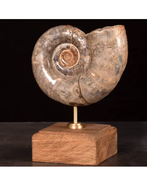Ammonite Fossile Lytoceras Fimbriatum su Base di Legno e Ottone.