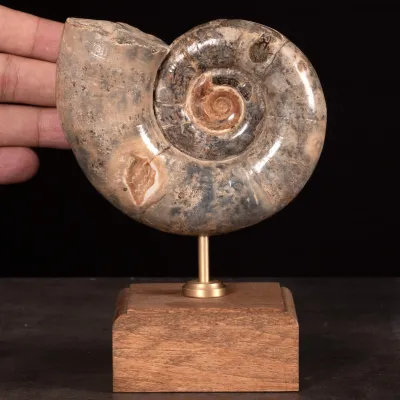 Ammonite Fossile Lytoceras Fimbriatum su Base di Legno e Ottone.