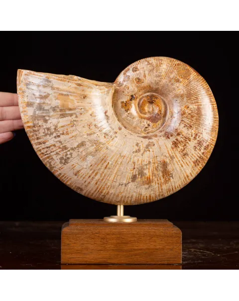 Ammonite Giurassico – Lytoceras
