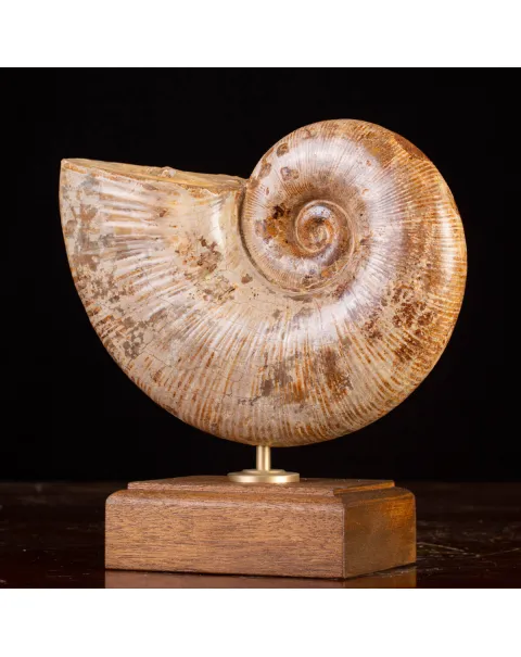 Ammonite Giurassico – Lytoceras