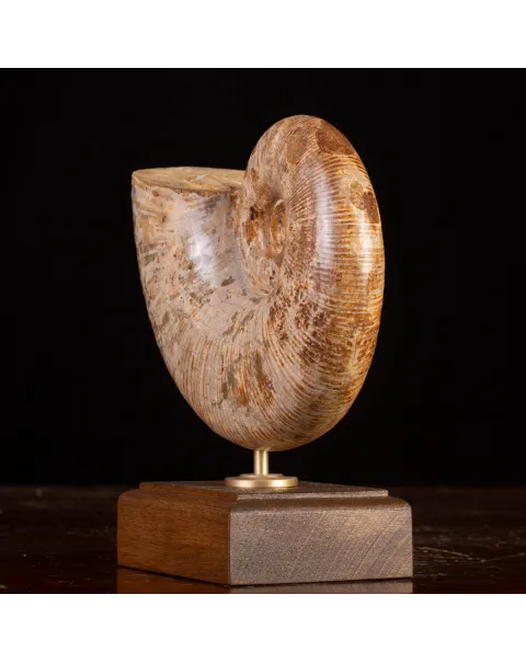 Ammonite Giurassico – Lytoceras