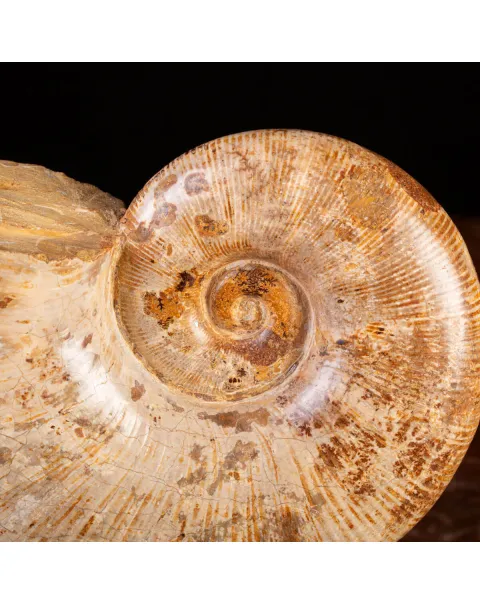 Ammonite Giurassico – Lytoceras