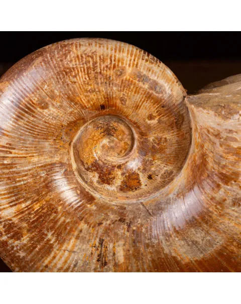 Ammonite Giurassico – Lytoceras