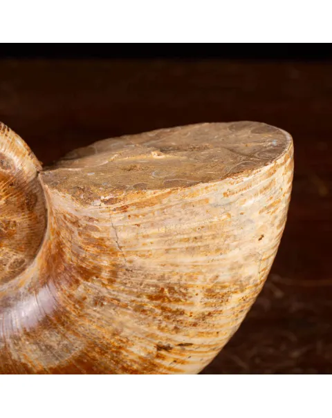 Ammonite Giurassico – Lytoceras