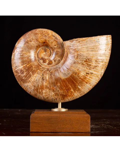 Ammonite Giurassico – Lytoceras
