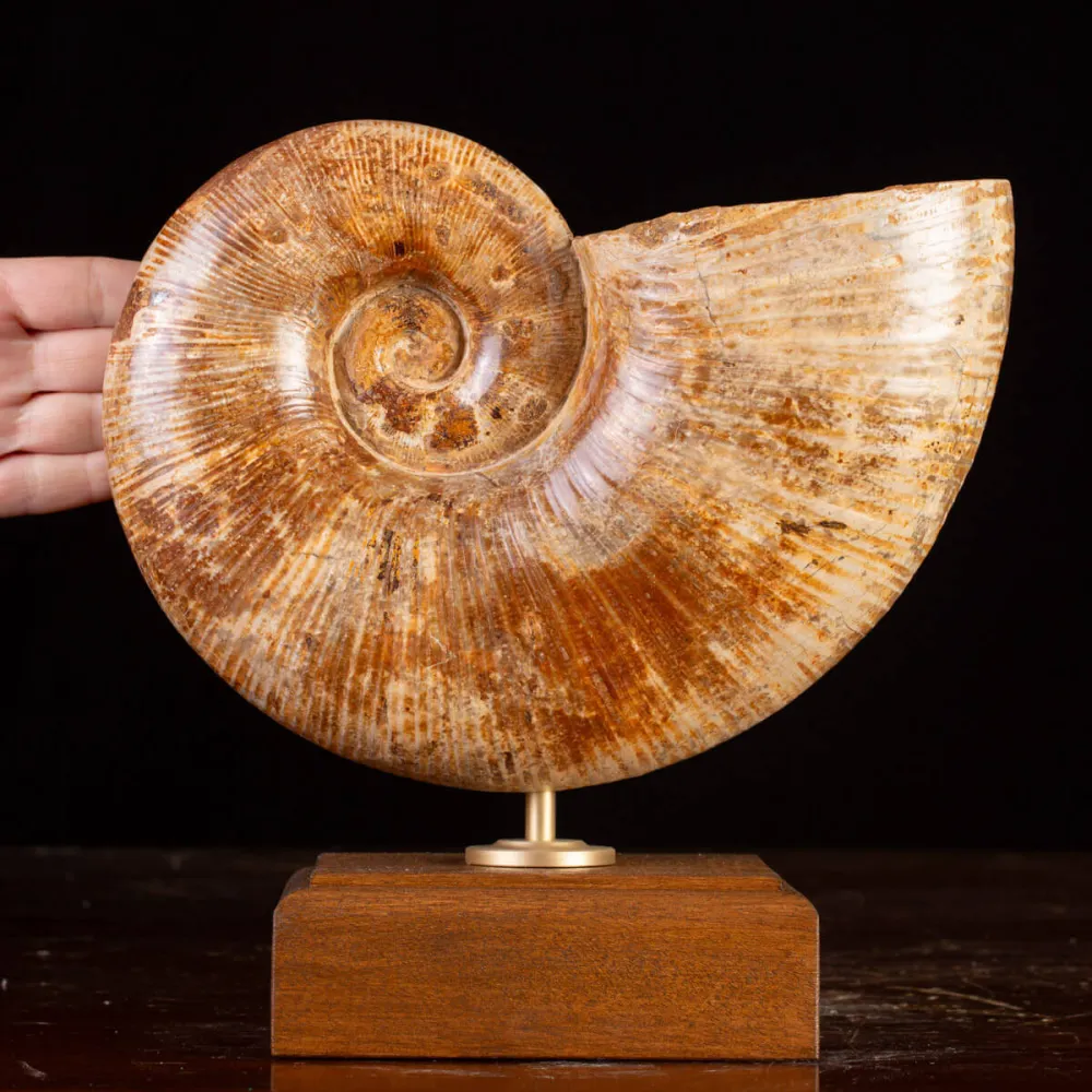Ammonite Giurassico – Lytoceras