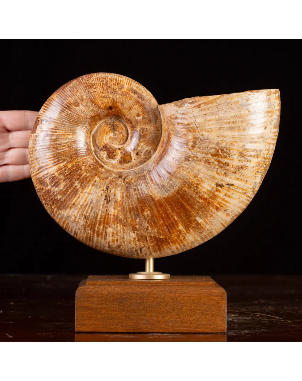 Ammonite Giurassico – Lytoceras