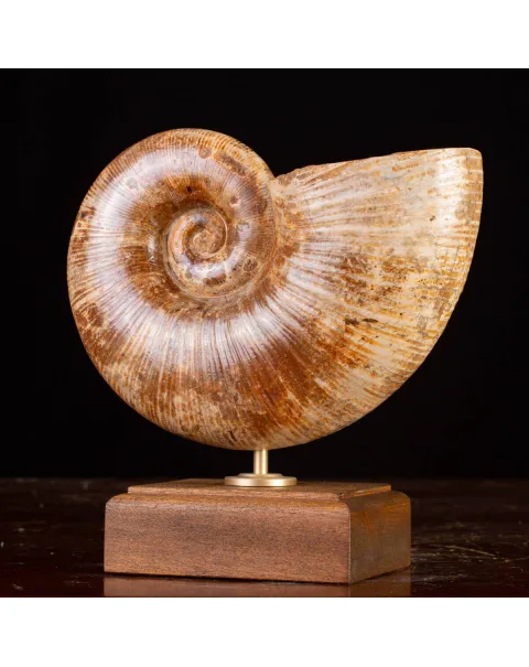 Ammonite Giurassico – Lytoceras