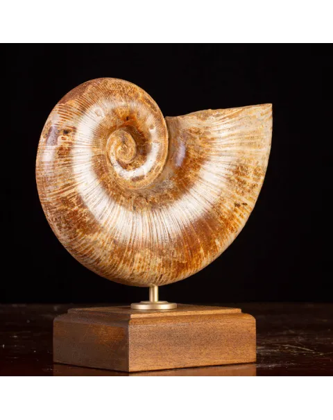 Ammonite Giurassico – Lytoceras